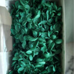 Emerald Green Preserved Hydrangea Box