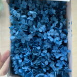 Blue Preserved Hydrangea Flower Box