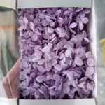 Lavender Preserved Hydrangea Flower Box