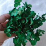Green Preserved Hydrangea Mini Bundle
