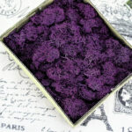 Purple Preserved Moss Floral Filler Box