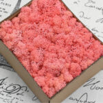 Coral Pink Preserved Moss Filler Box
