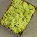 Lime Green Preserved Moss Filler Box